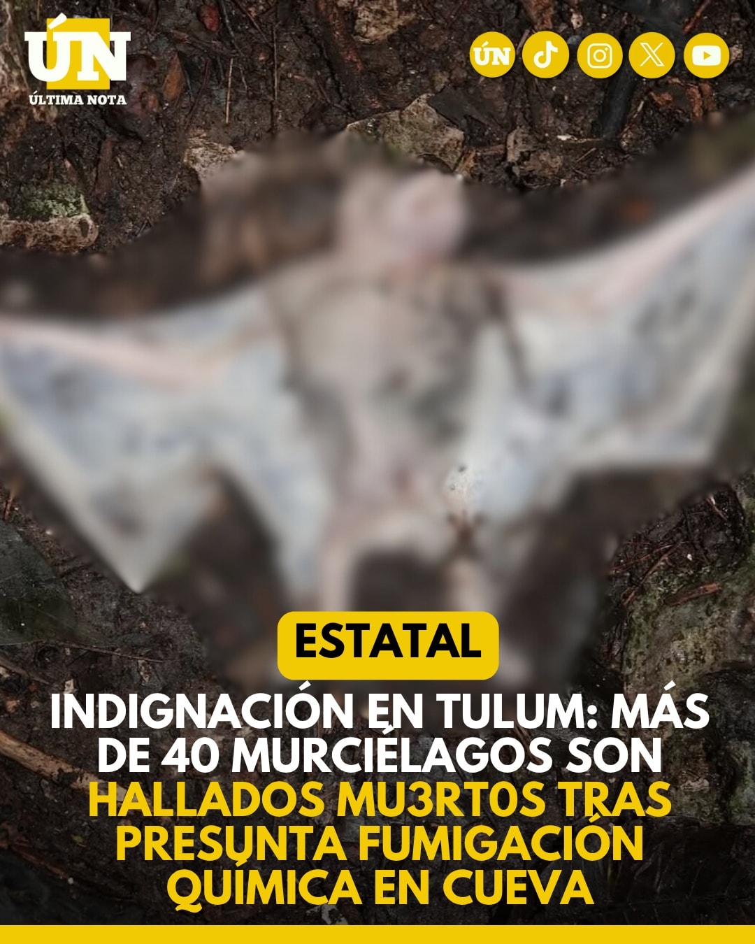 Indignación en Tulum: Más de 40 murciélagos son hallados mu3rt0s tras presunta fumigación química en cueva.