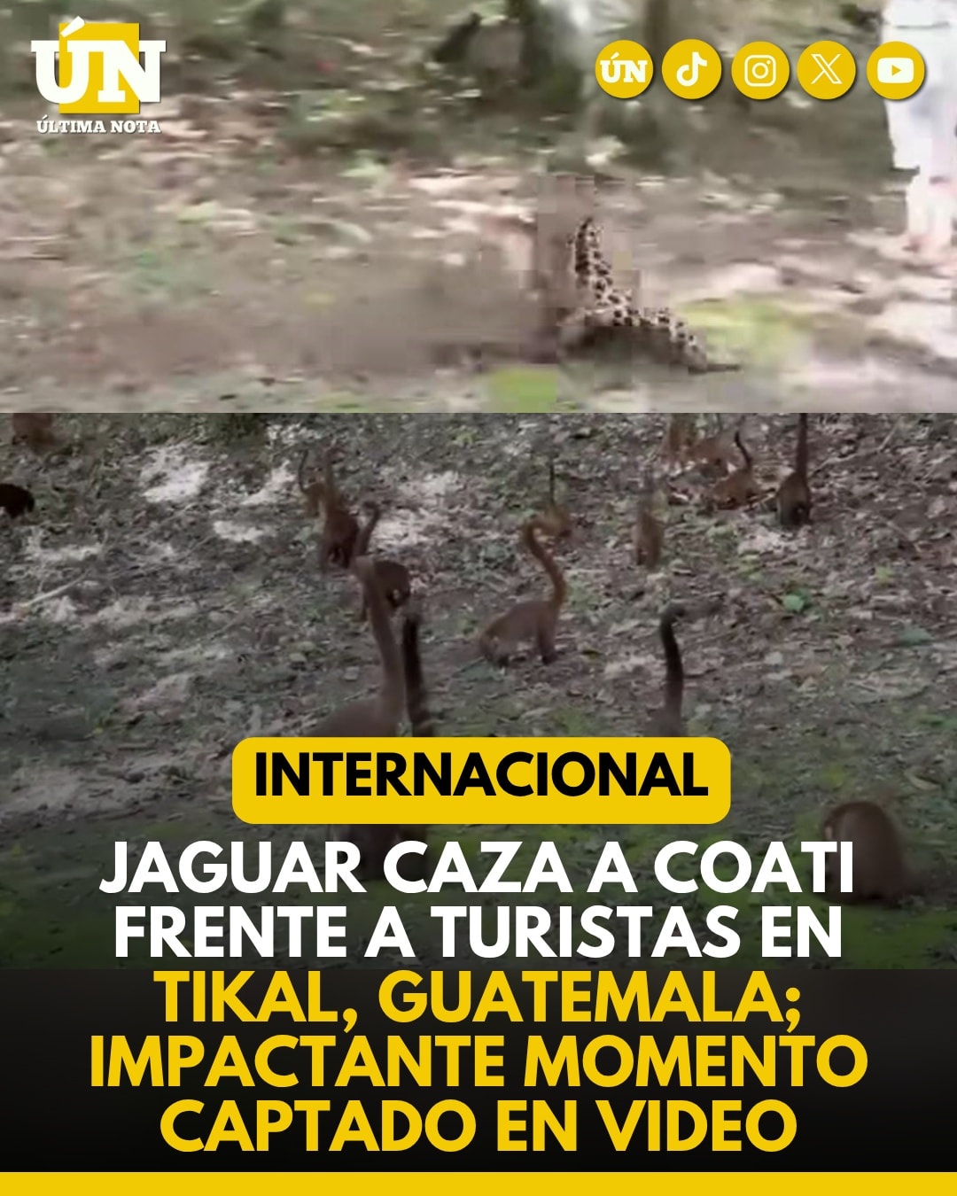 Jaguar caza a coati frente a turistas en Tikal, Guatemala; impactante momento captado en video.