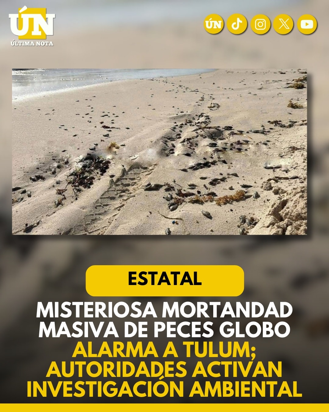 Misteriosa mortandad masiva de peces globo alarma a Tulum; autoridades activan investigación ambiental.