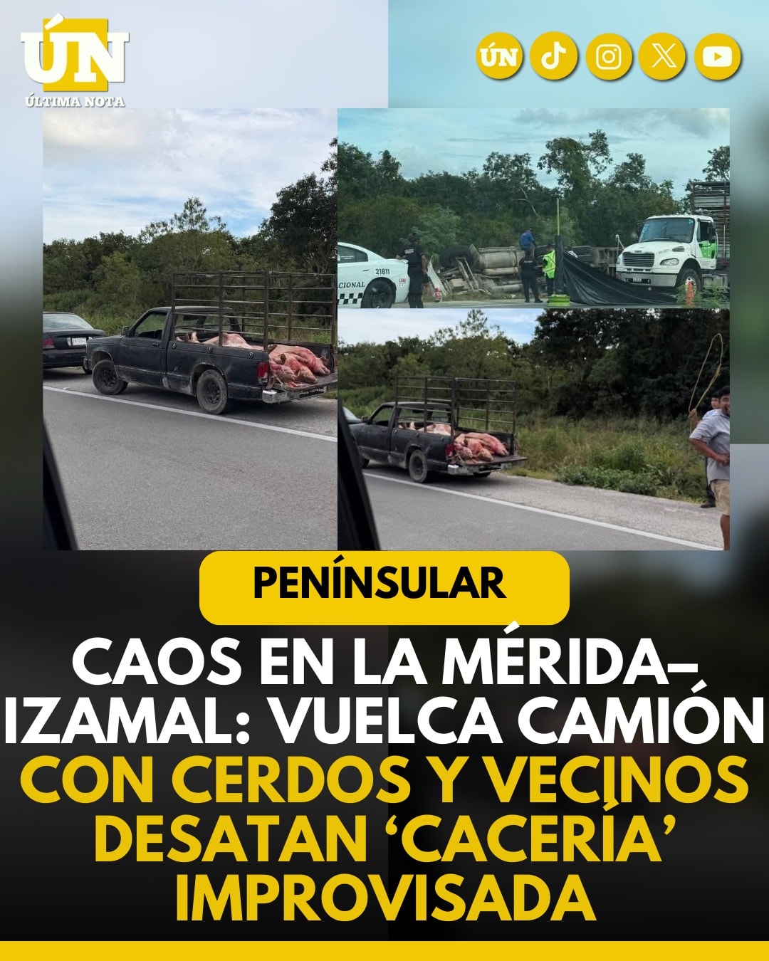 “Caos en la Mérida–Izamal: Vuelca camión con cerdos y vecinos desatan ‘cacería’ improvisada”.