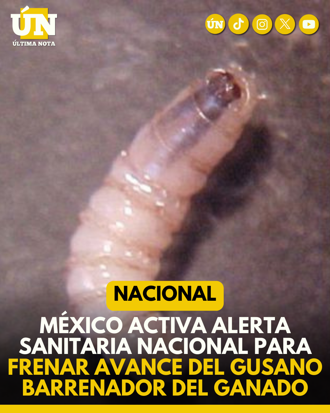 México activa alerta sanitaria nacional para frenar avance del gusano barrenador del ganado