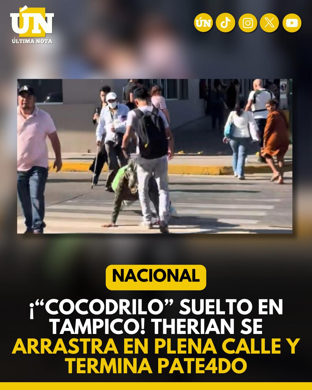 ¡“Cocodrilo” suelto en Tampico! Therian se arrastra en plena calle y termina P4TE4D0 en video viral