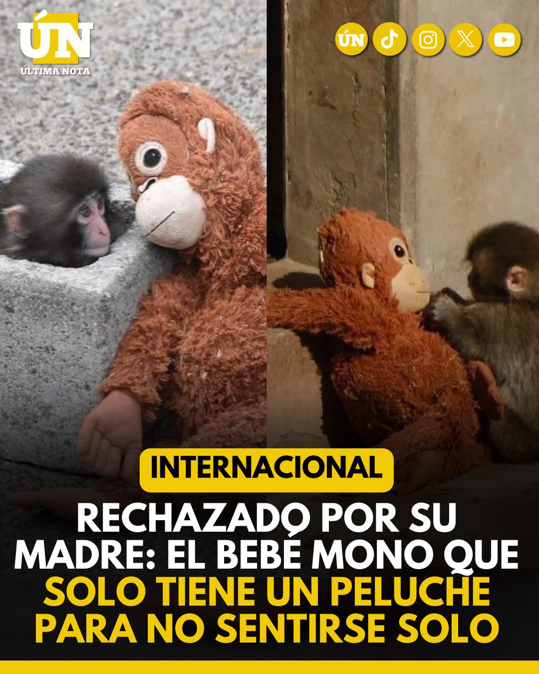 Rechazado por su madre: el bebé mono que solo tiene un peluche para no sentirse solo