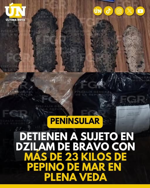 Detienen a sujeto en Dzilam de Bravo con más de 23 kilos de pepino de mar en plena veda.