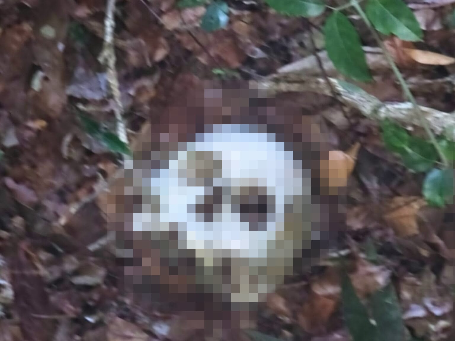 Hallan restos óseos en zona de vegetación cerca de la laguna Ka’an Lu’um en Tulum