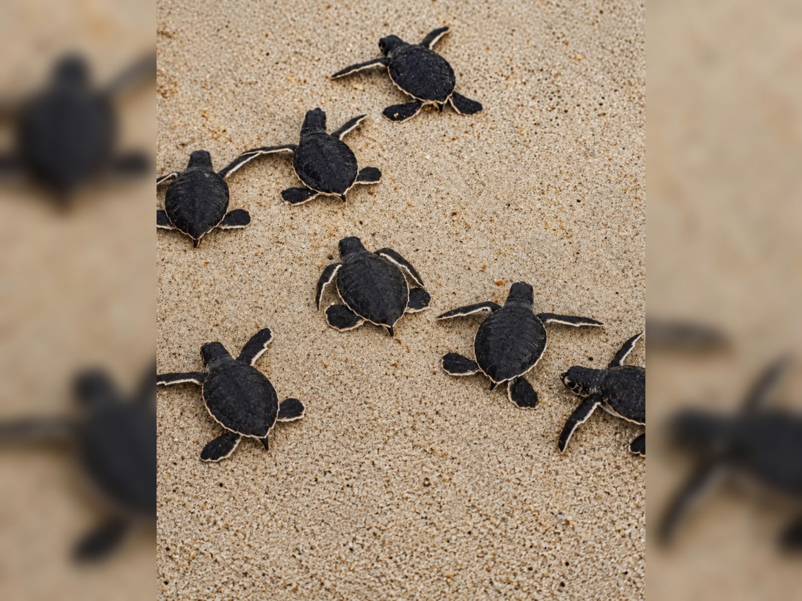l paso del huracán Polo dejó afectaciones en un campamento tortuguero de la costa de Michoacán