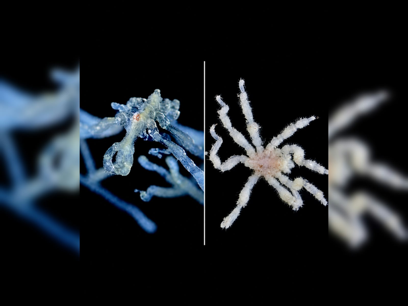 Las especies fueron identificadas como Callipallene pilosuspedes y Tanystylum kiixin, y de acuerdo con los investigadores, representan los primeros nuevos tipos de arañas de mar documentados en esta zona en casi un siglo.