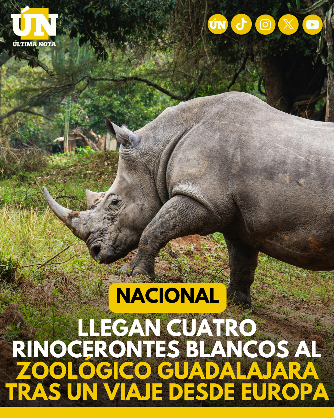 Llegan cuatro rinocerontes blancos al Zoológico Guadalajara tras un viaje desde Europa